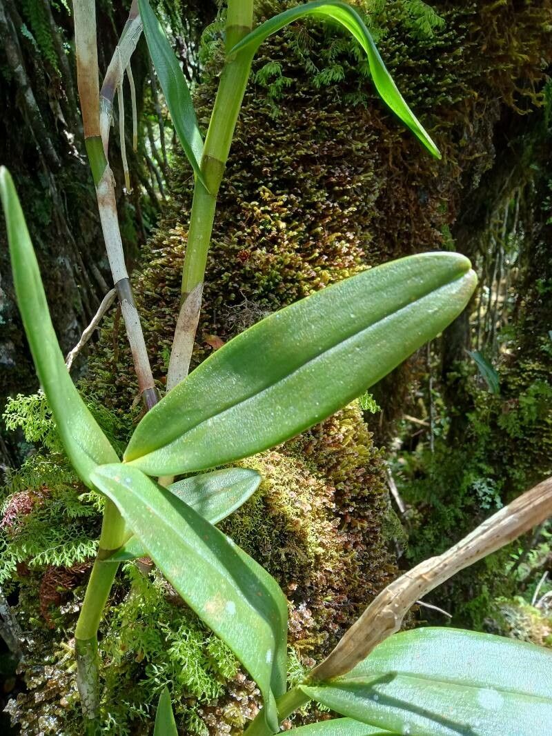 Epidendrum cylindraceum leaf