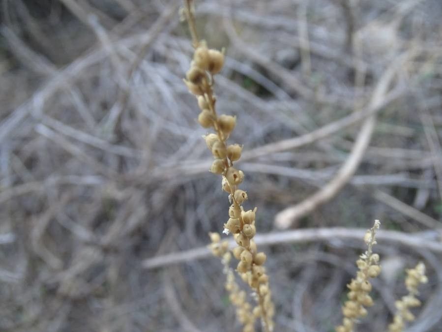 Airopsis tenella — search result for 'Eragrostis'