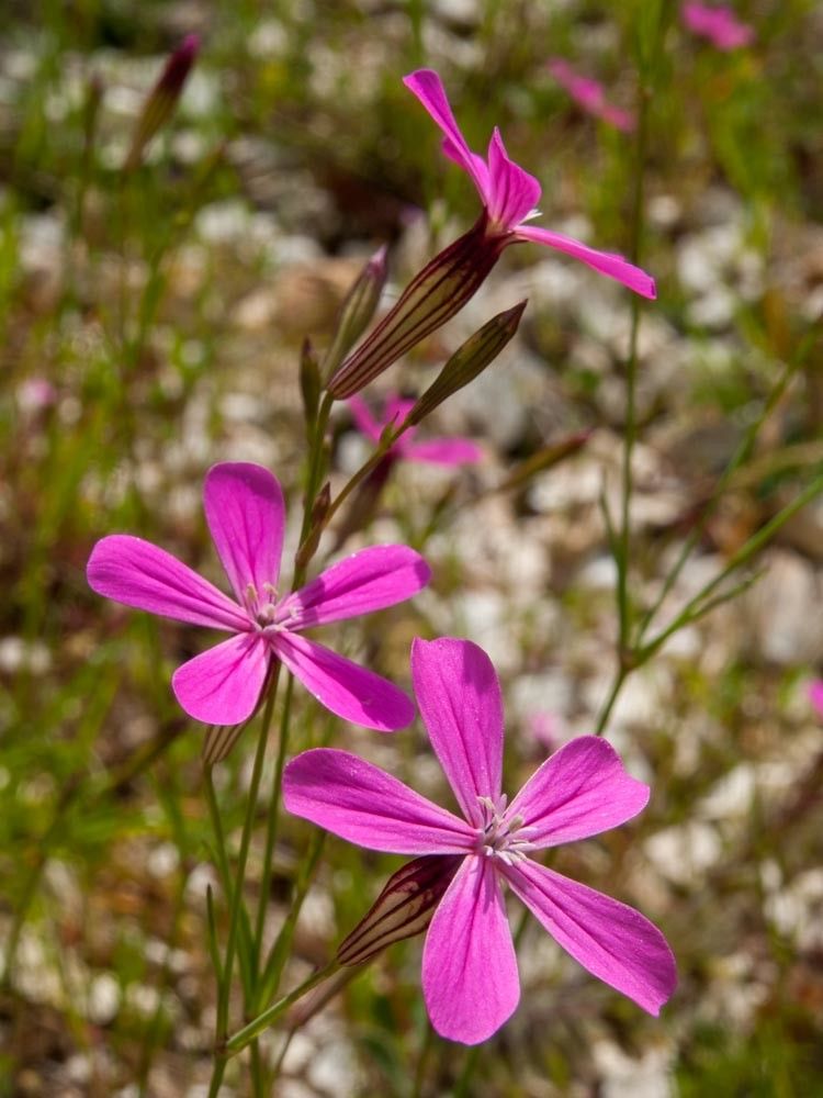 Silene ungeri — houseplant care guide