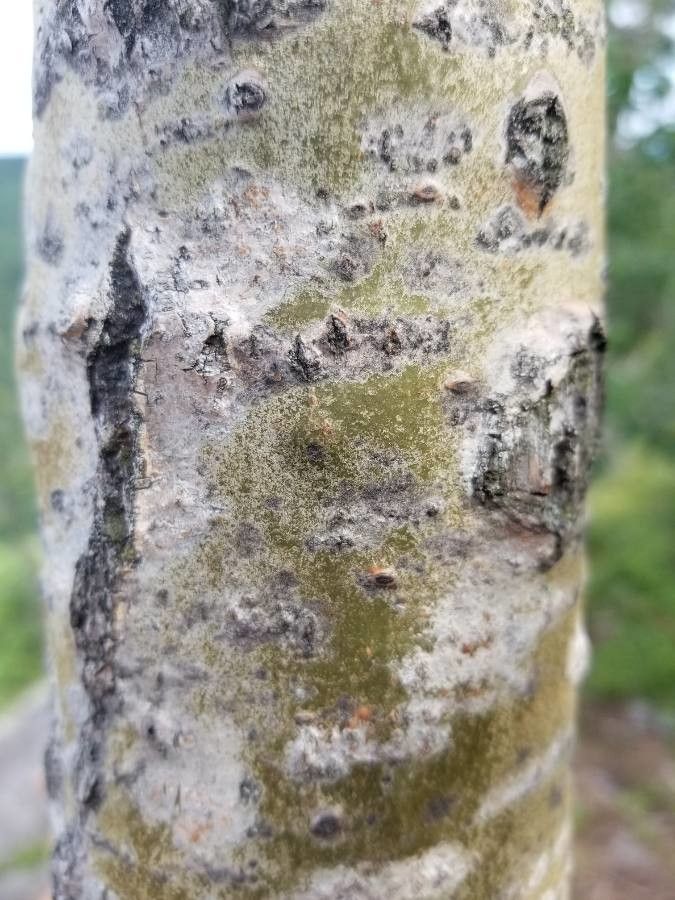 Populus grandidentata bark