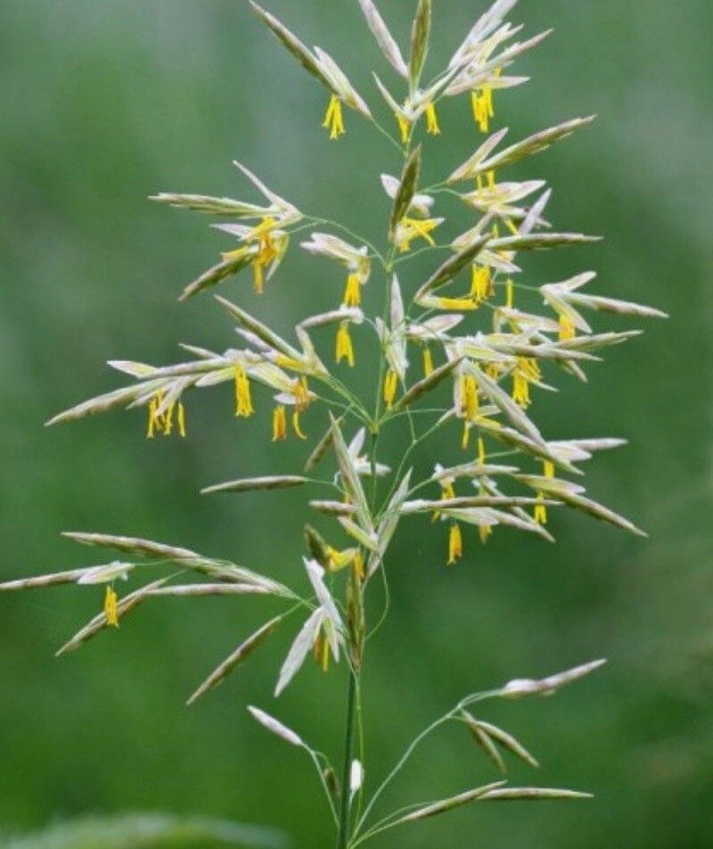 Bromus inermis flower