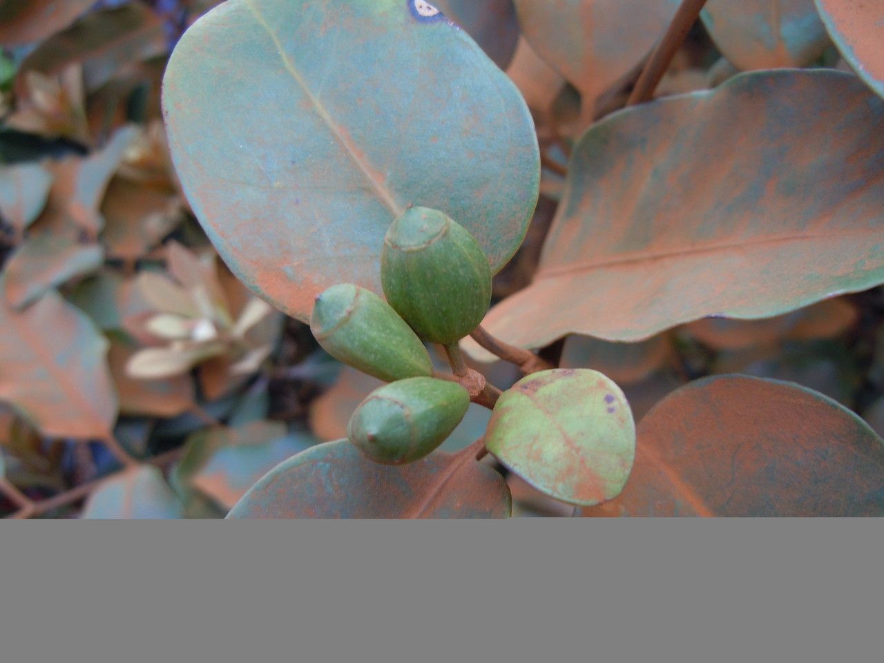 Polyscias biformis leaf