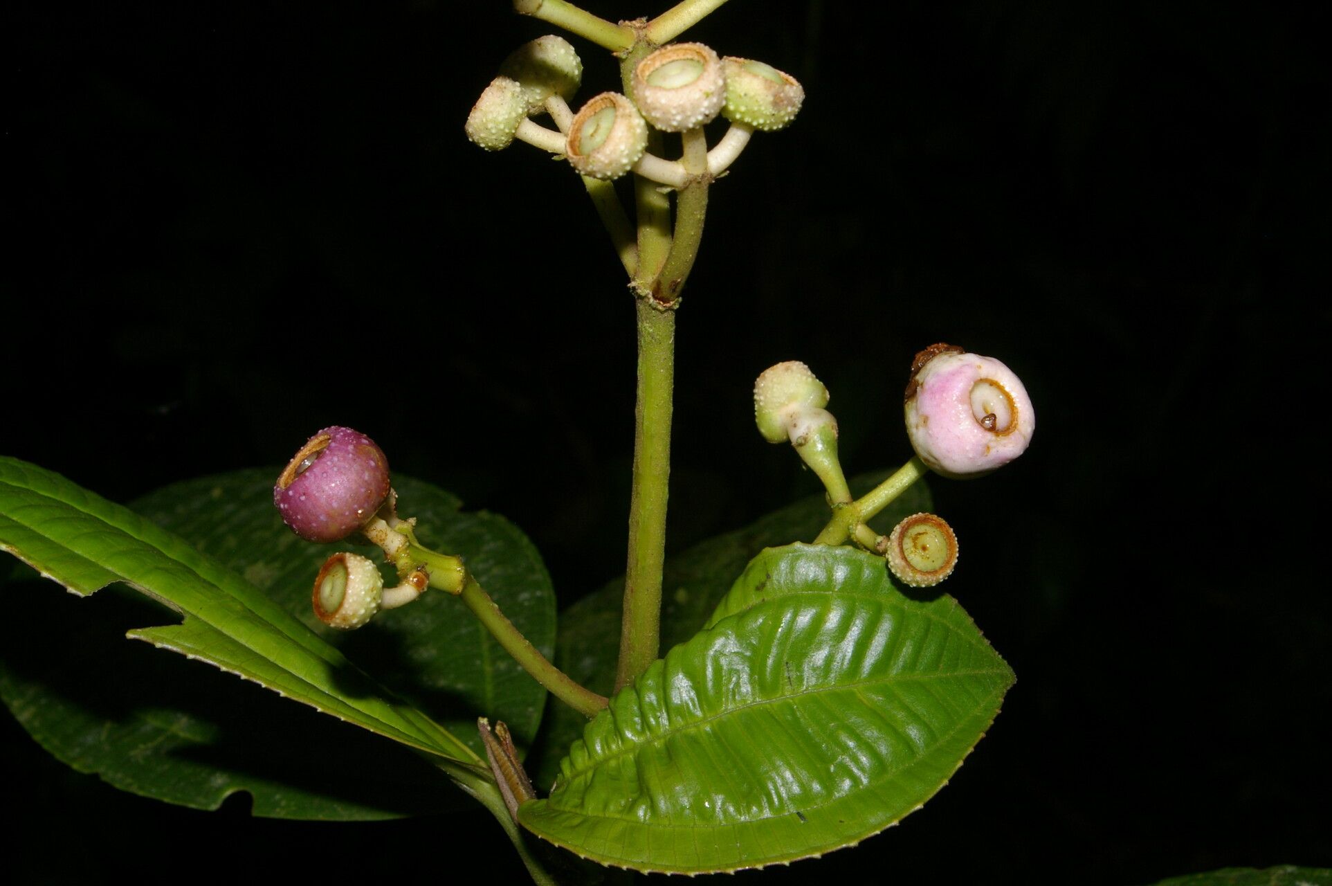 Miconia conomacrantha fruit