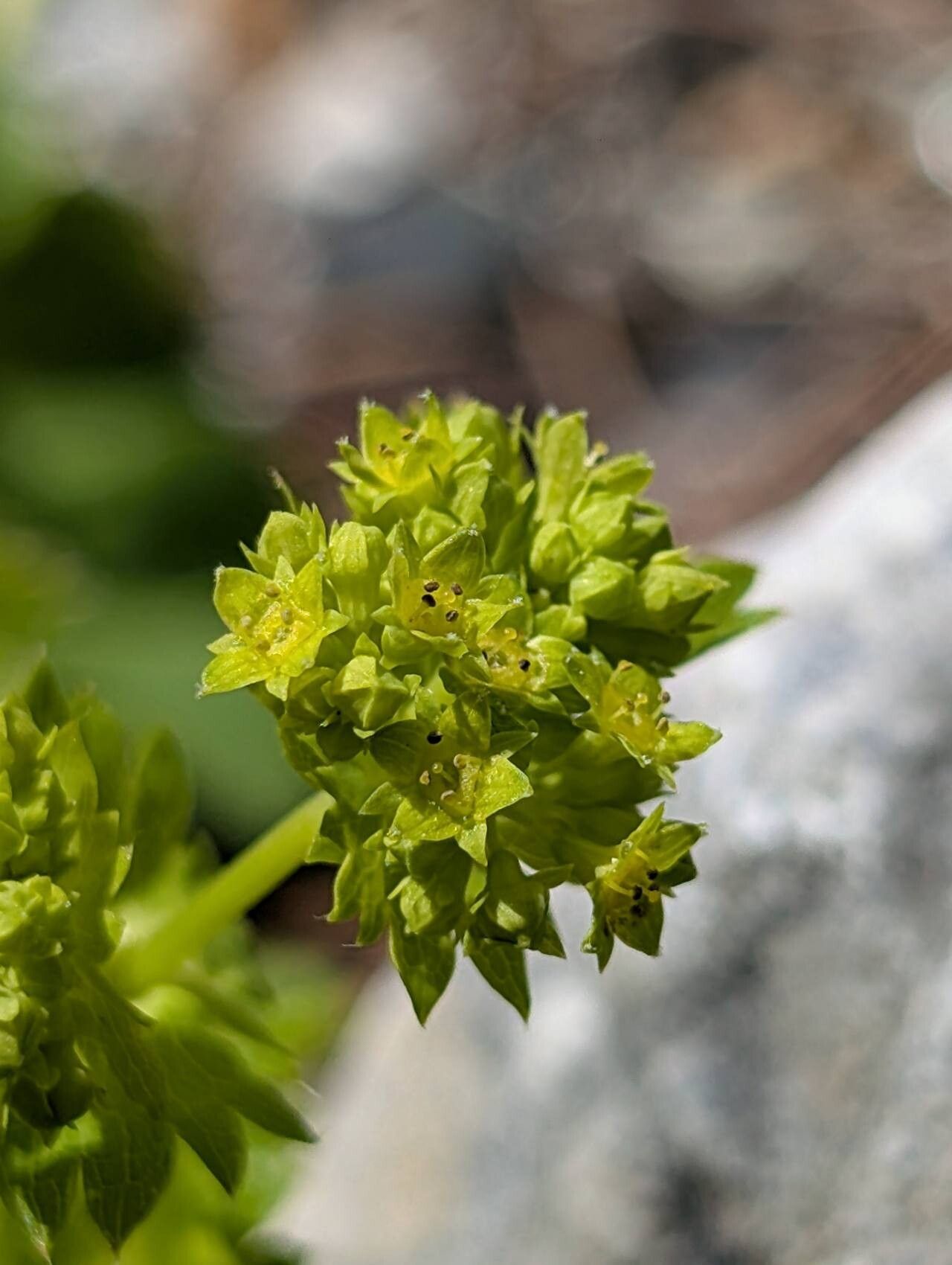 Alchemilla rubristipula flower