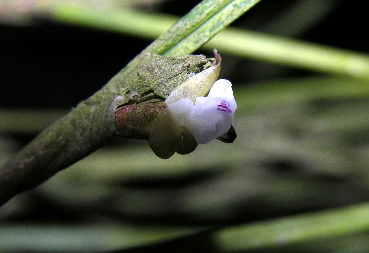 Scaphyglottis subulata bark