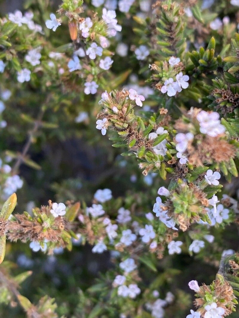 Micromeria herpyllomorpha — houseplant care guide