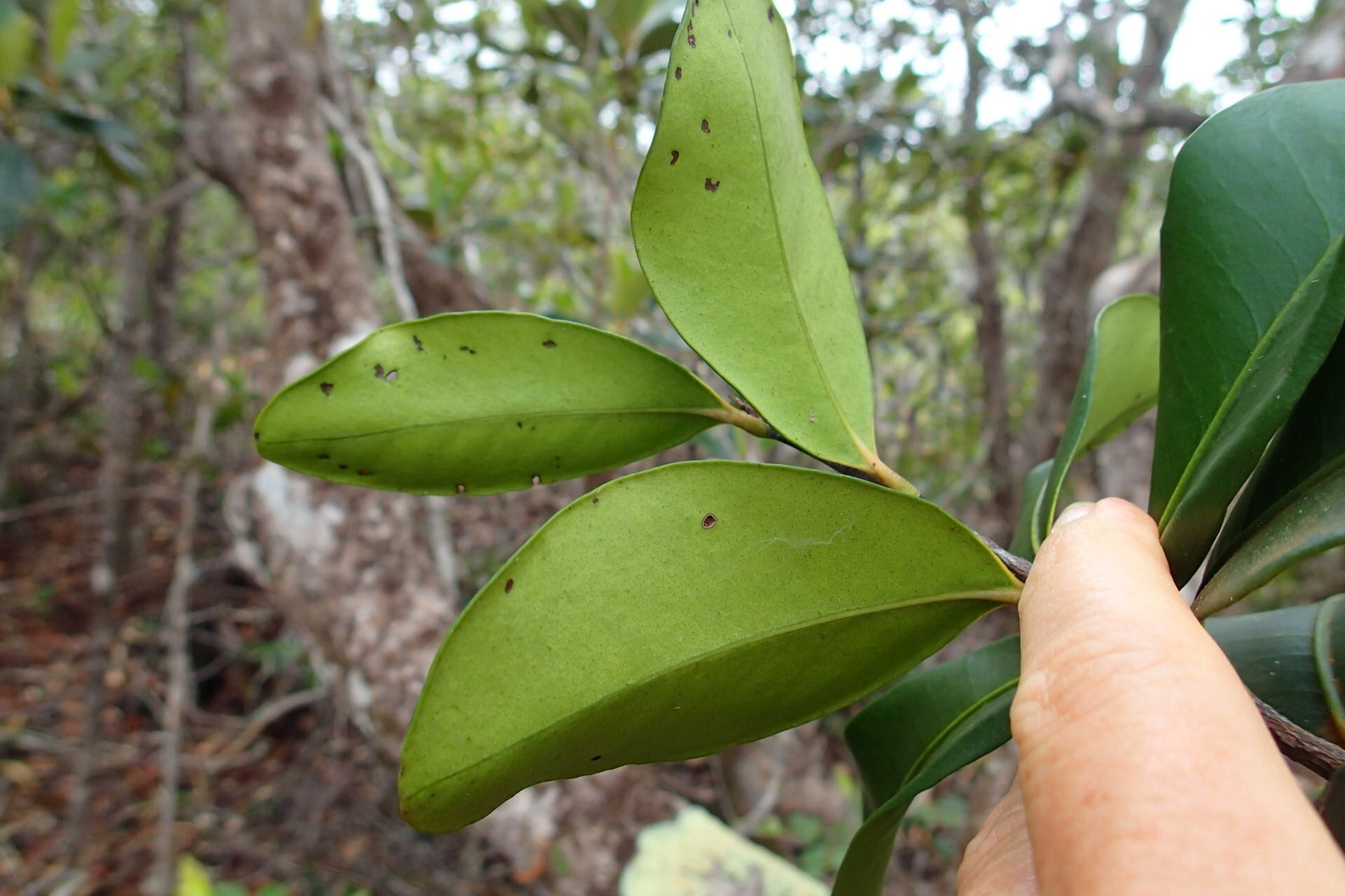 Eugenia hurlimannii — houseplant care guide