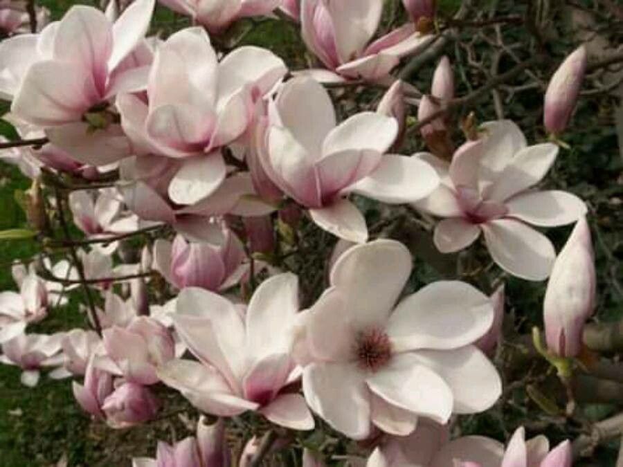 Magnolia × soulangeana flower