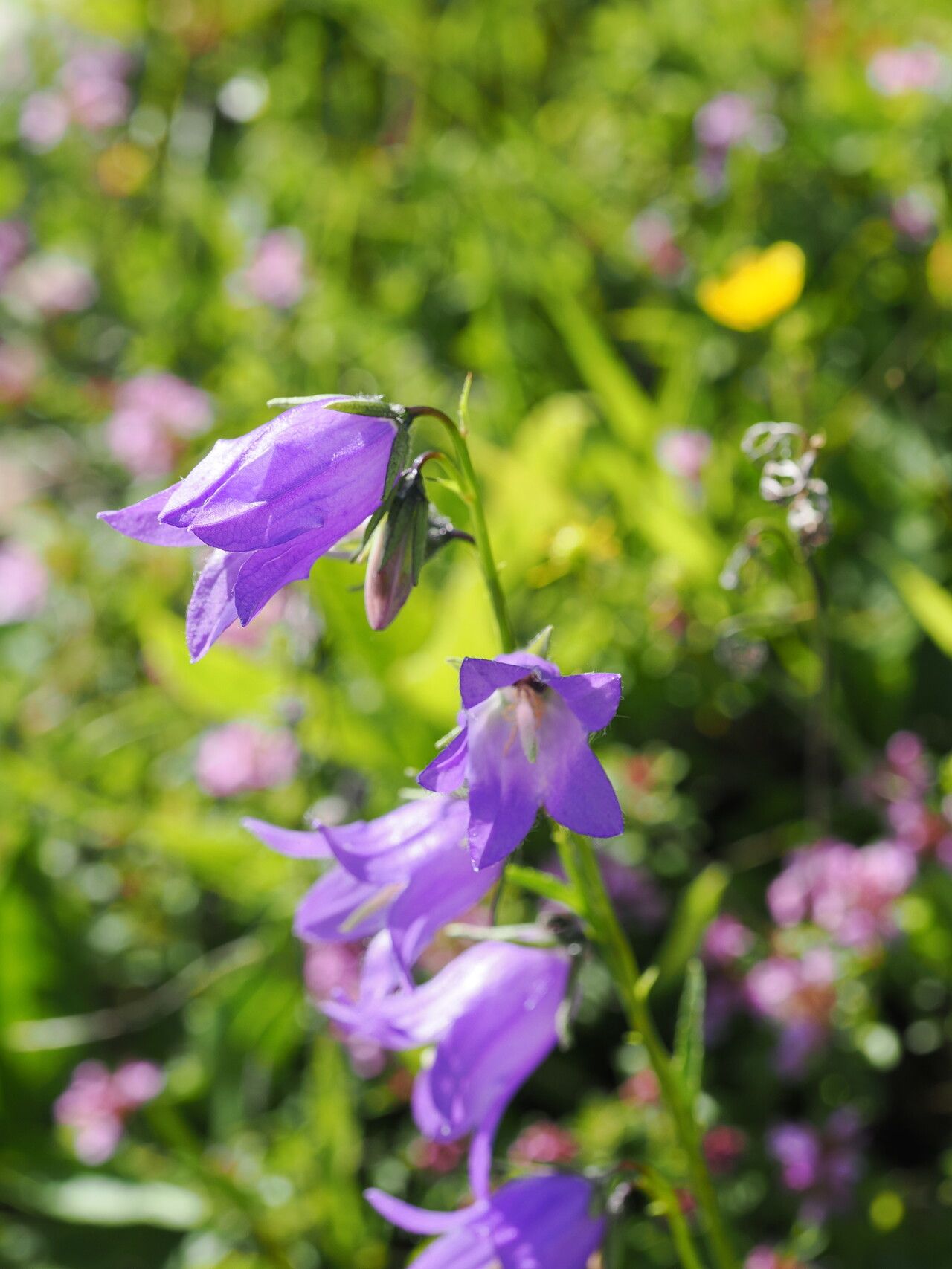 Campanula collina — houseplant care guide