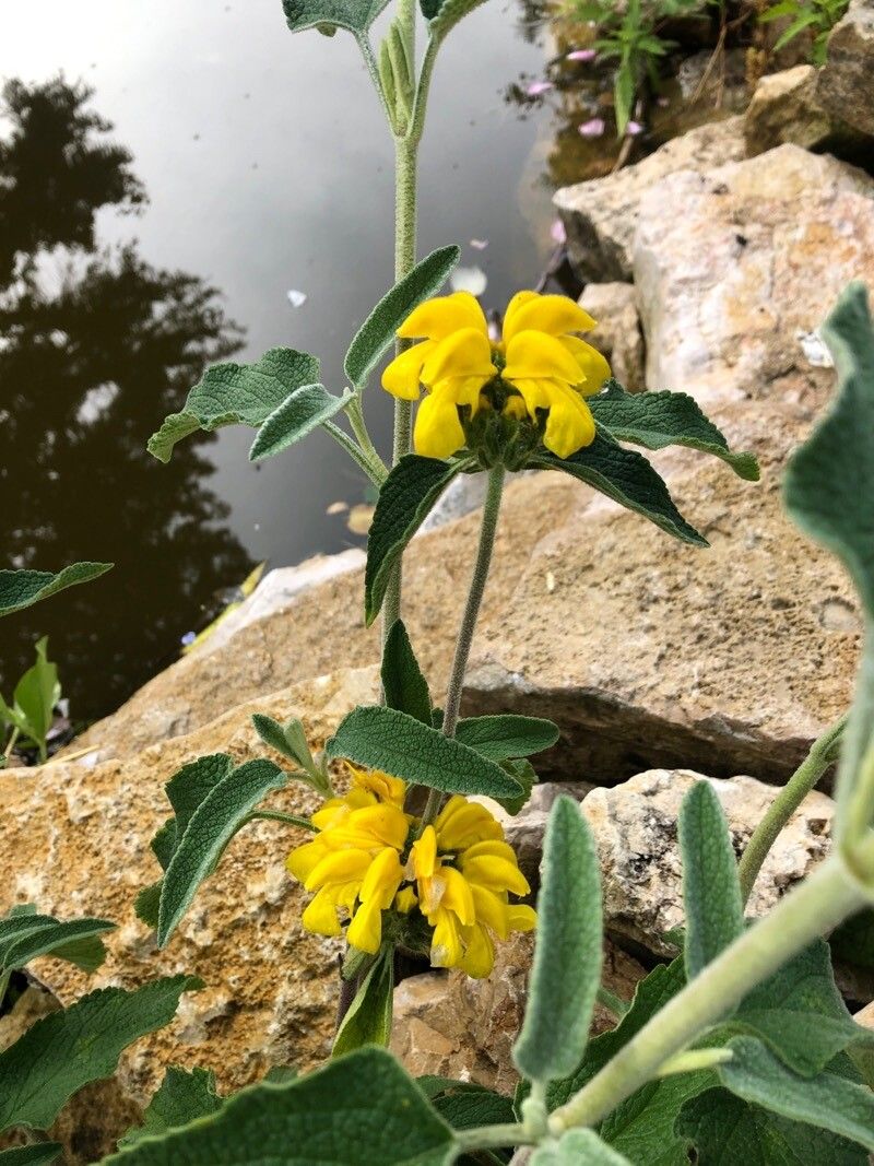 Phlomis bourgaei — related species from the same genus
