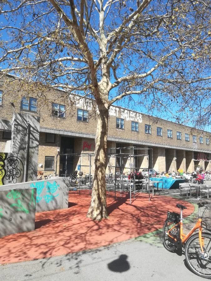 Thyrsodium guianense habit