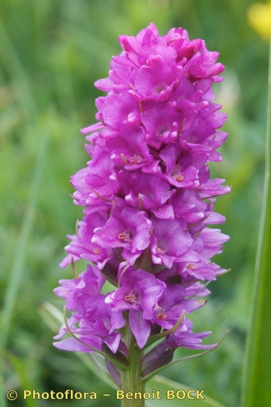 Gymnadenia × truongiae — houseplant care guide