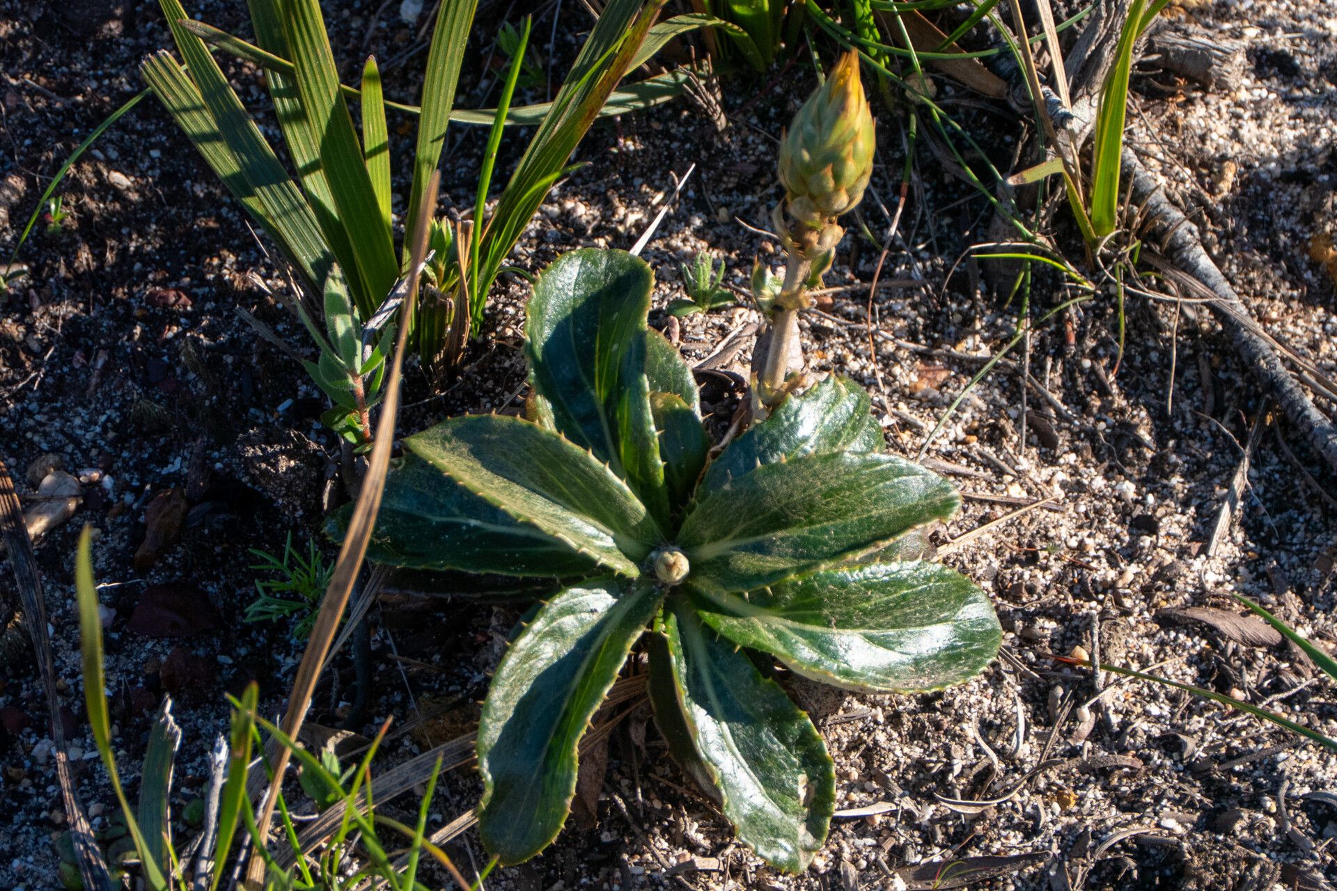 Berkheya herbacea — related species from the same genus