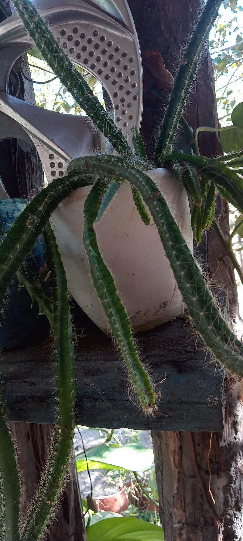 Deamia testudo — houseplant care guide