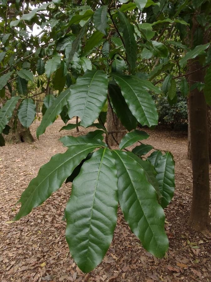 Trichilia dregeana leaf