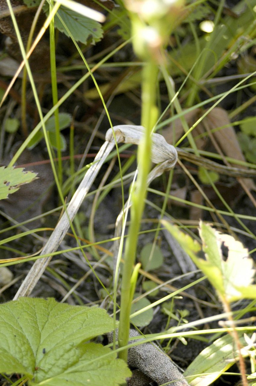 Spiranthes magnicamporum habit