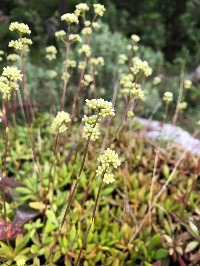 Crassula pubescens flower