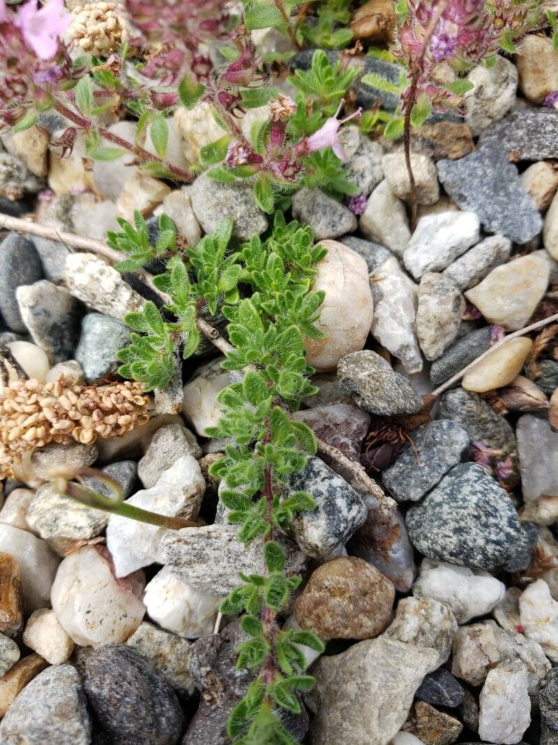 Thymus doerfleri — search result for 'Thymus'