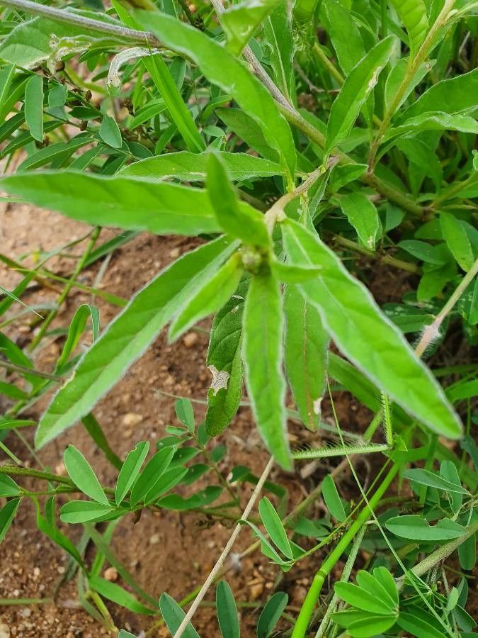 Gutenbergia boranensis — related species from the same genus