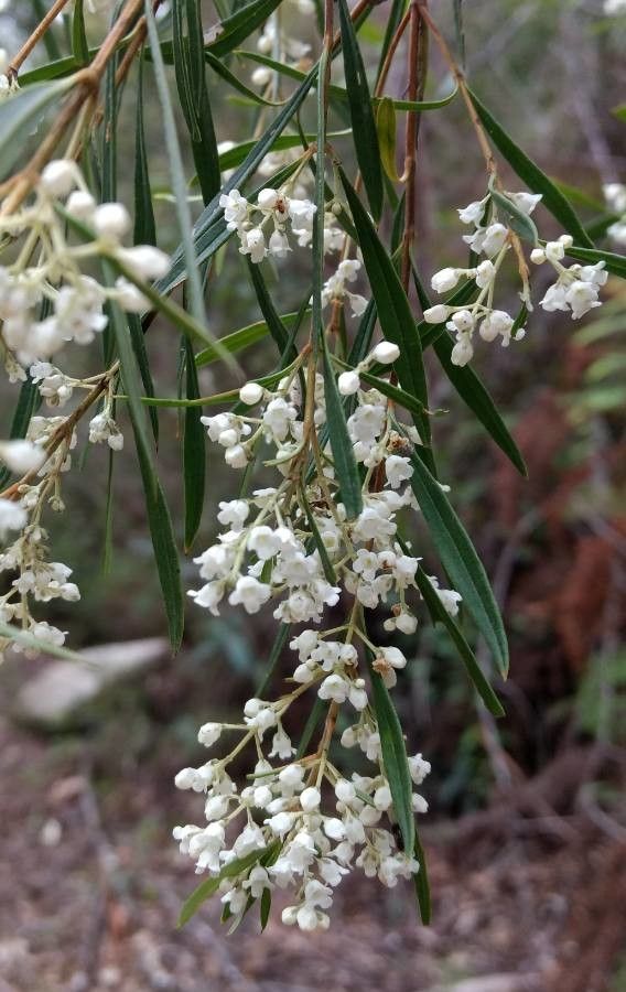 Logania albiflora — houseplant care guide