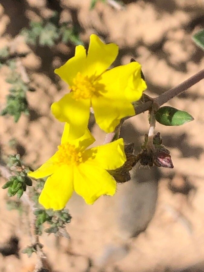 Helianthemum cinereum flower
