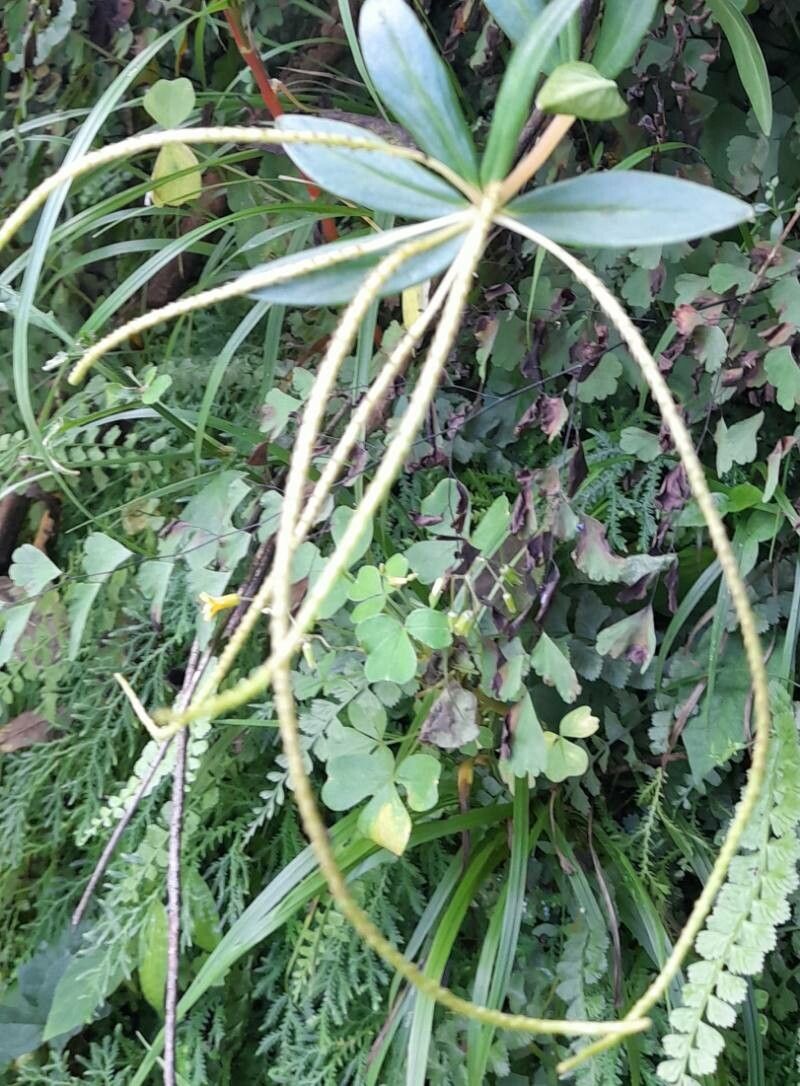 Peperomia comarapana flower