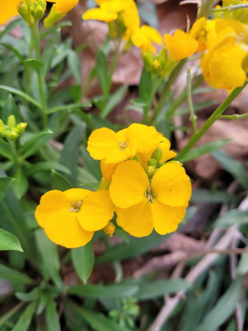 Draba helleriana — houseplant care guide