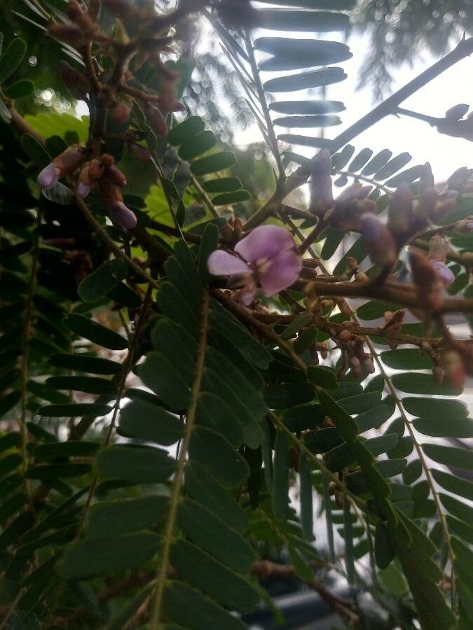 Machaerium aculeatum flower