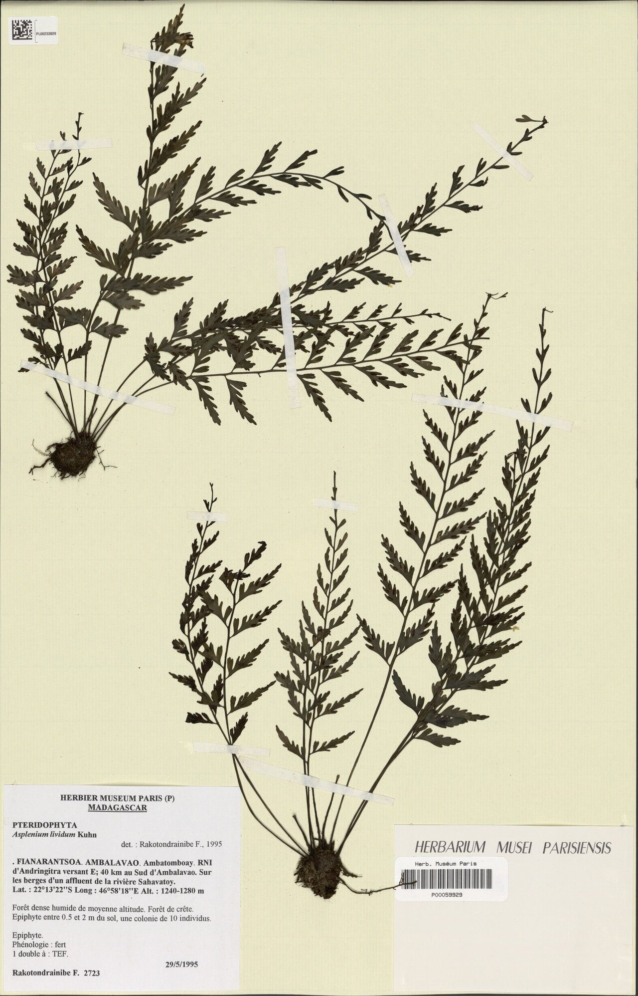 Asplenium × ambalavaoense — houseplant care guide