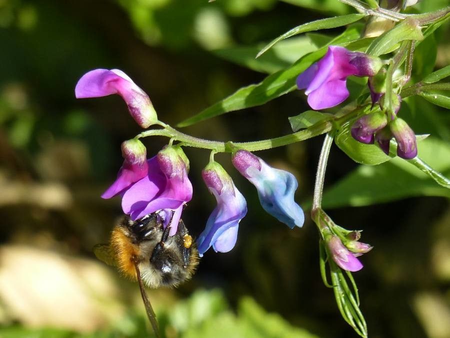 Lathyrus vernus flower