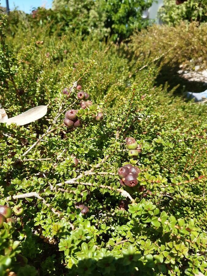 Kunzea pomifera habit