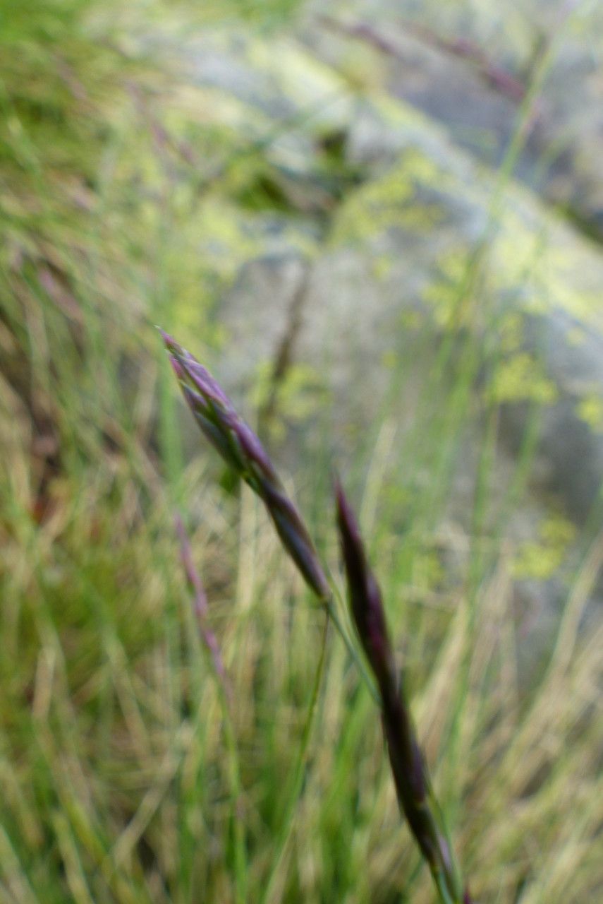Festuca lemanii flower