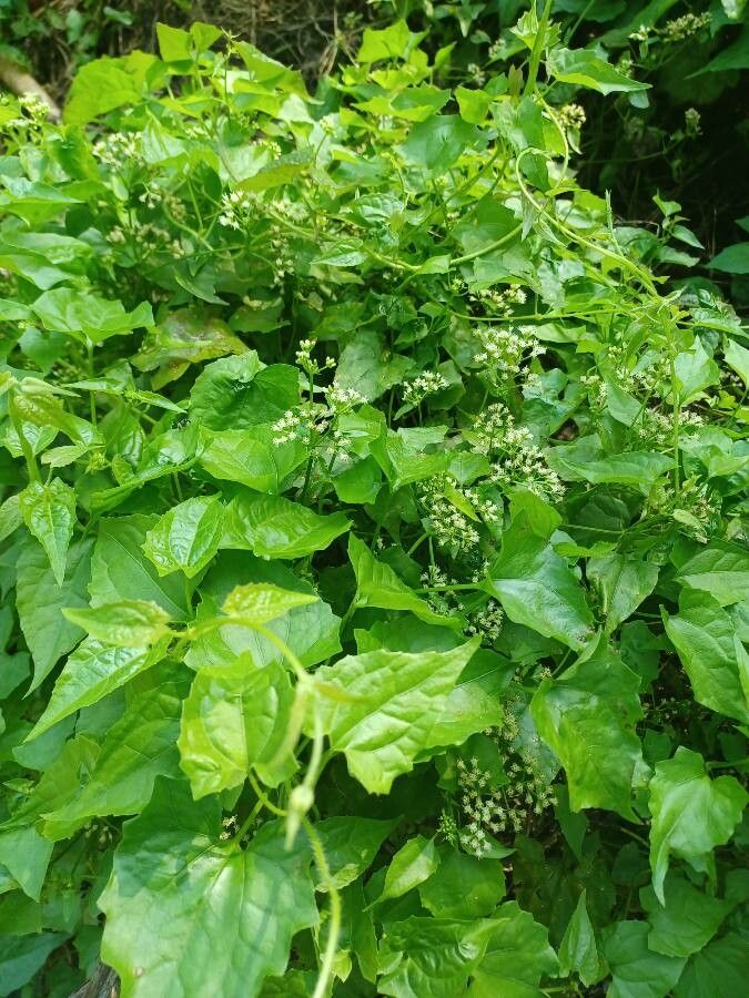 Mikania Micrantha leaf