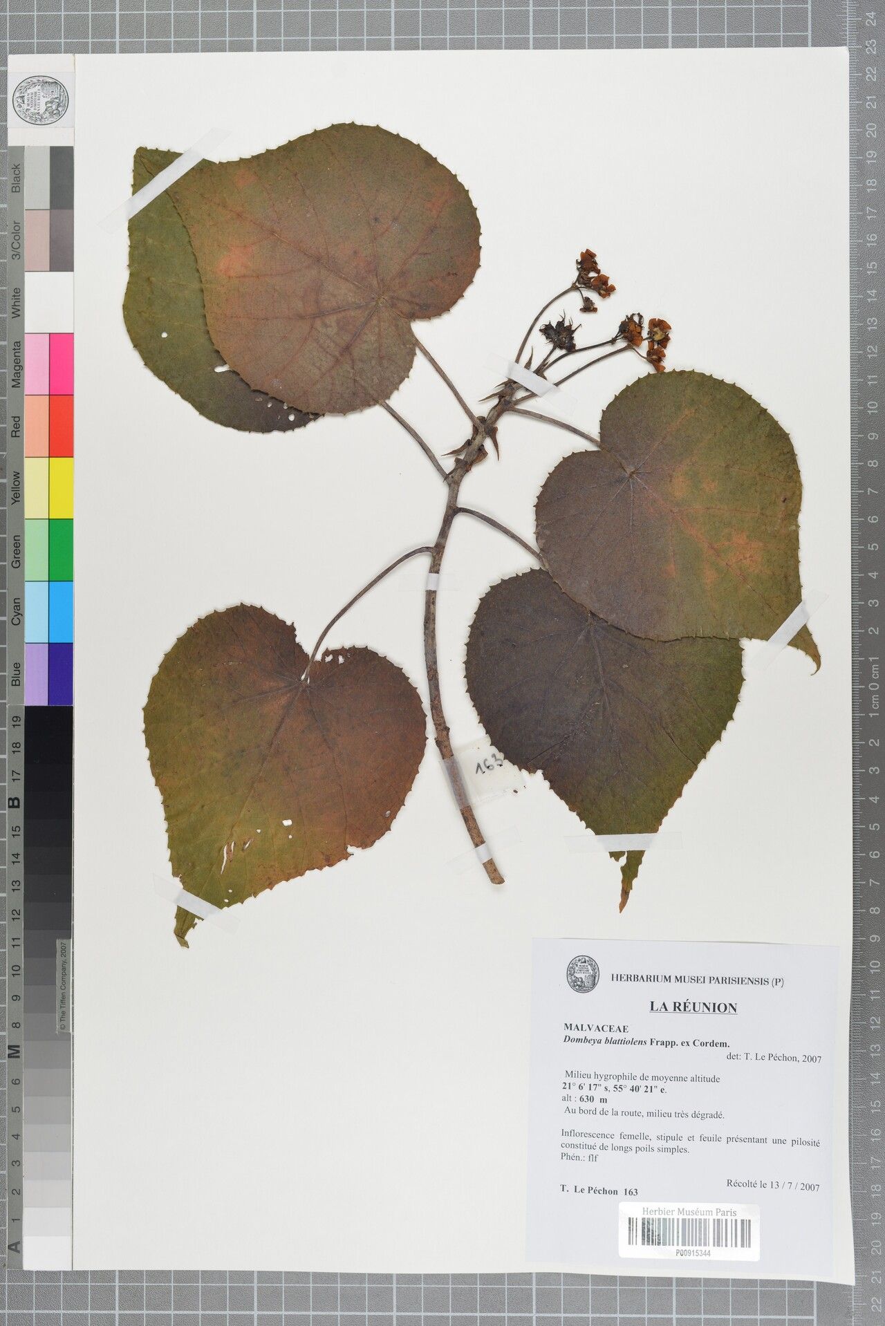 Dombeya blattiolens — search result for 'Dombeya'