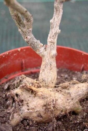 Tylecodon similis bark