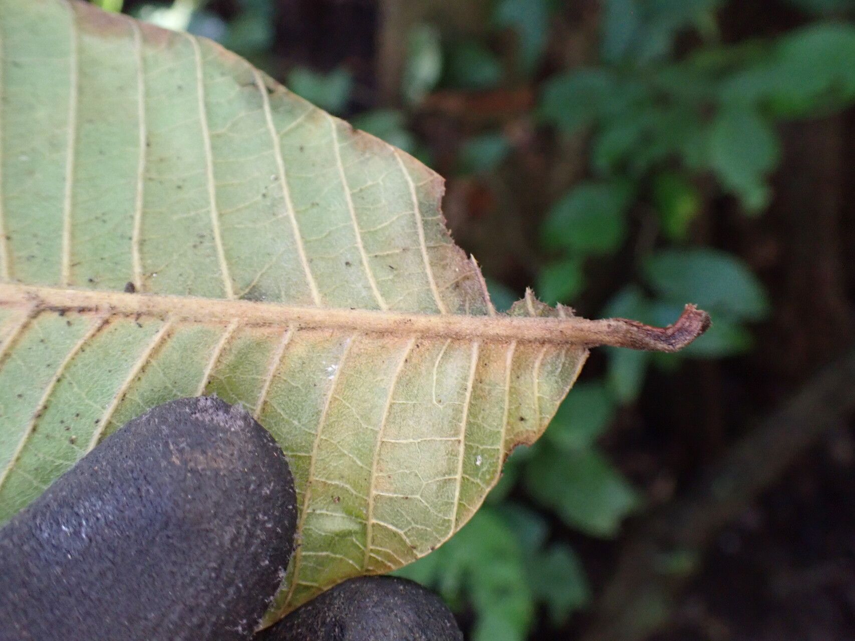 Pouteria alnifolia leaf
