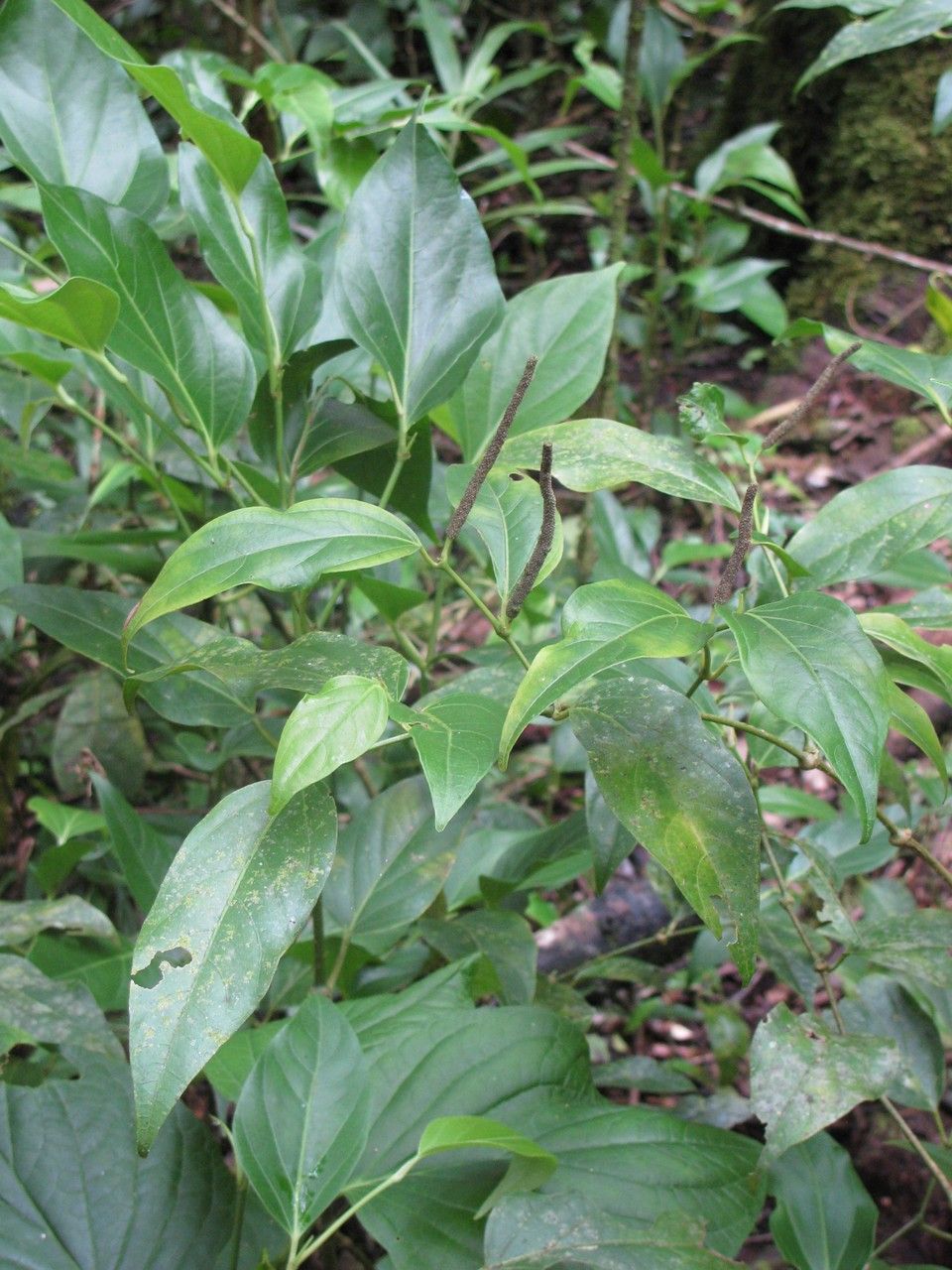 Piper asymmetricum — houseplant care guide