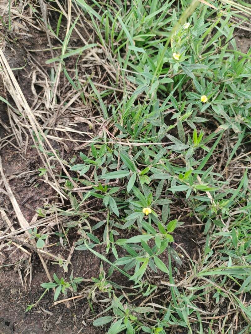 Stylosanthes humilis habit