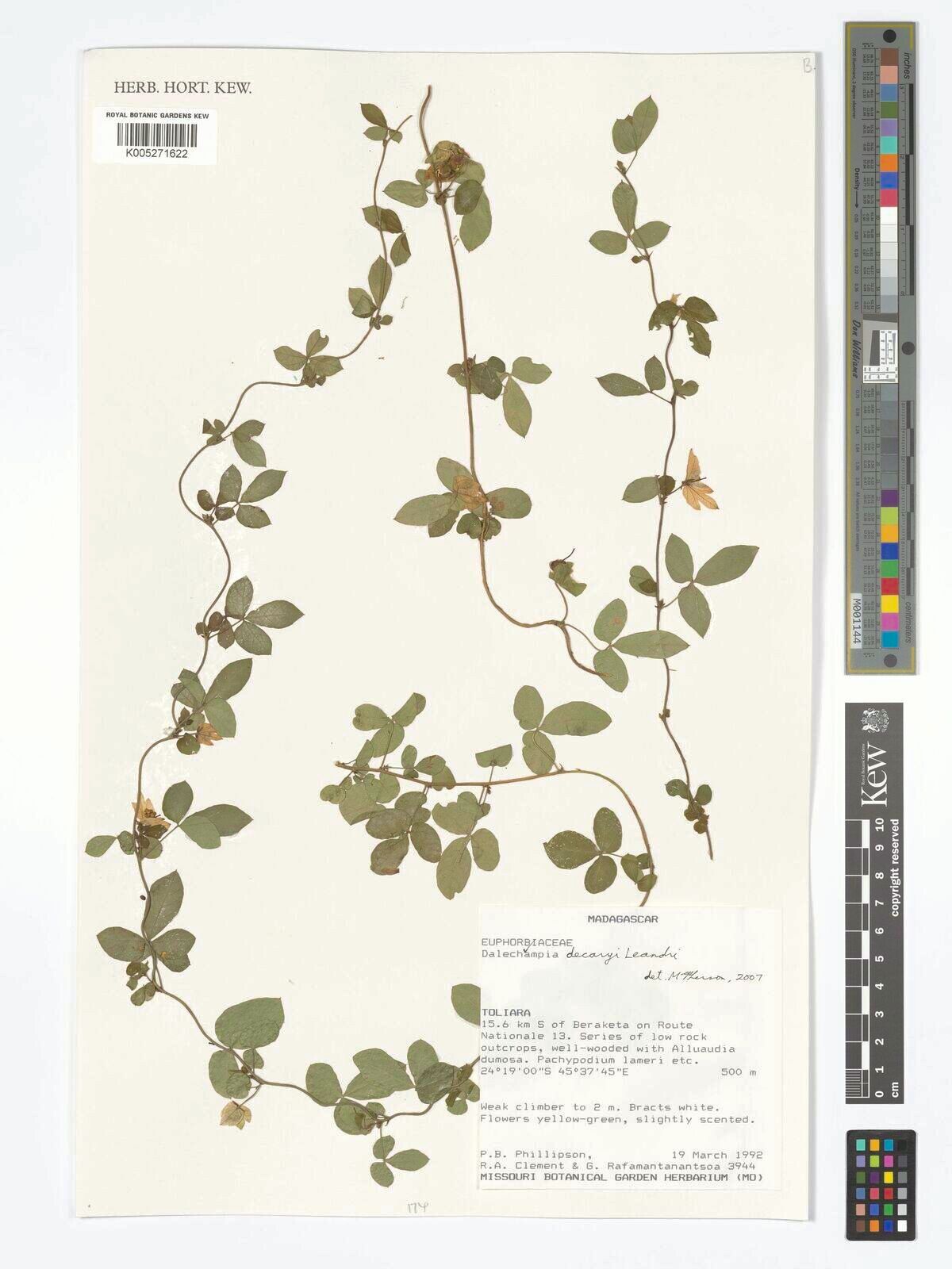 Dalechampia decaryi — houseplant care guide