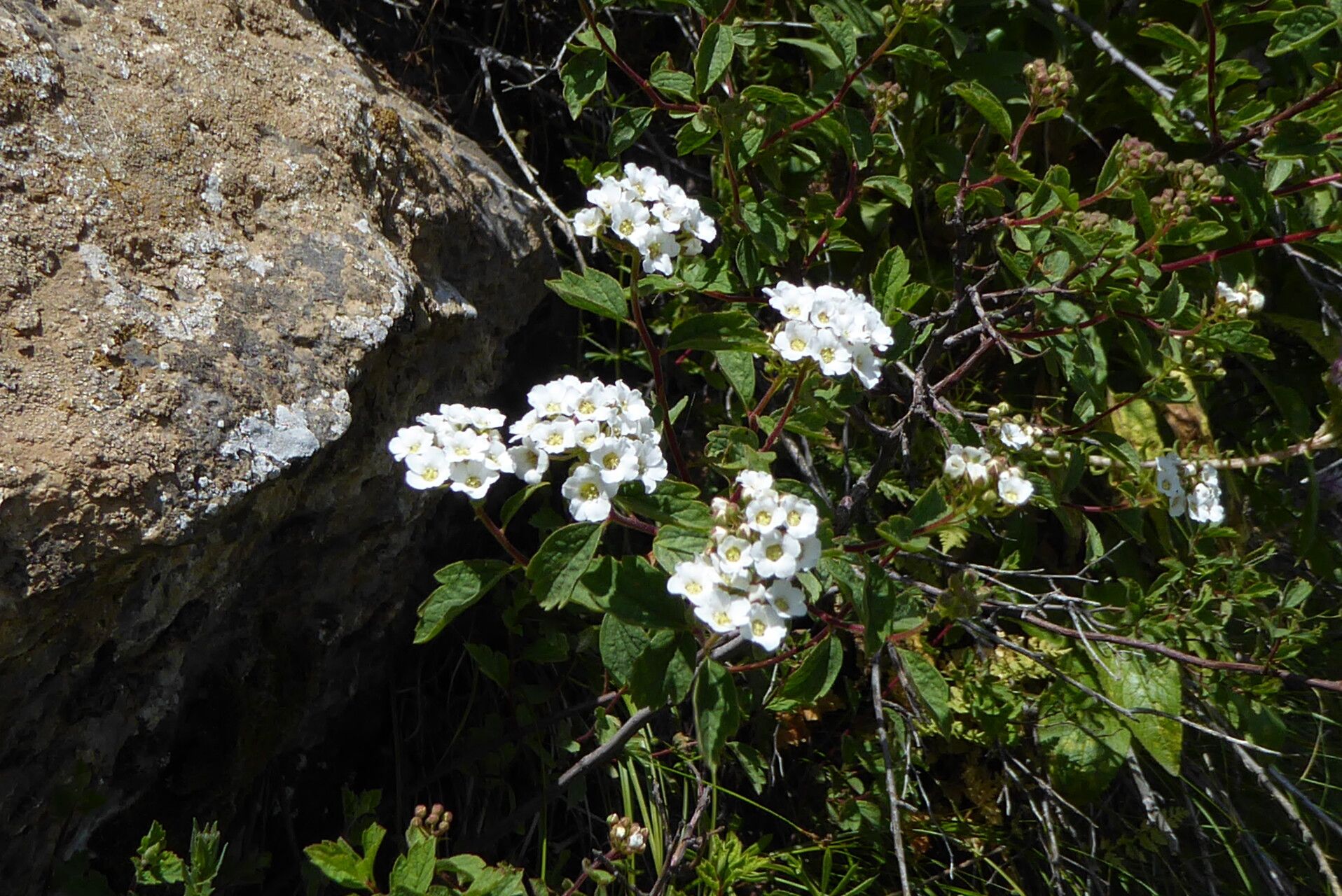 Spiraea pilosa flower