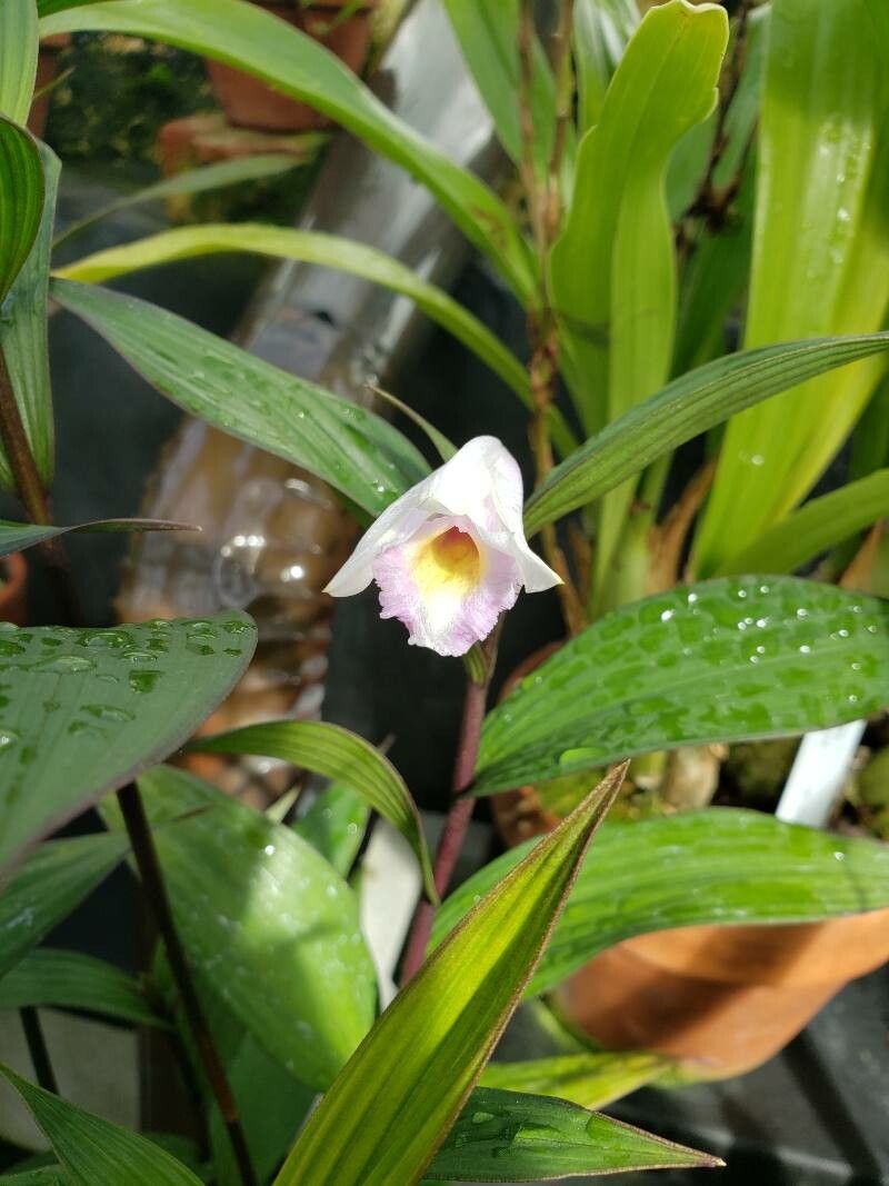 Sobralia margaritae flower