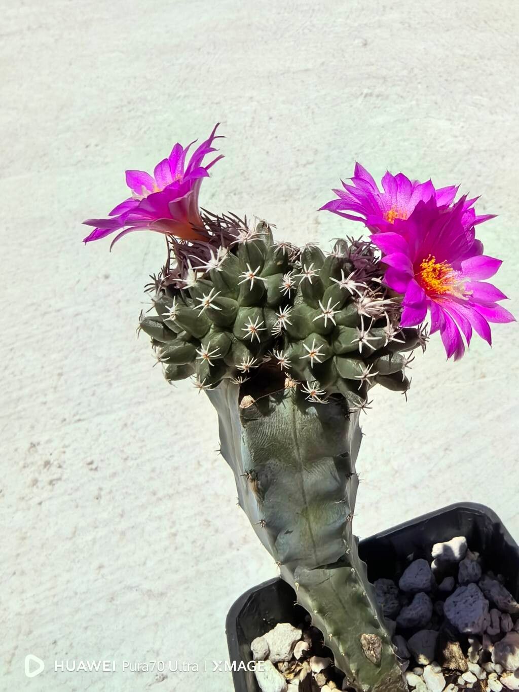 Turbinicarpus nikolae — houseplant care guide