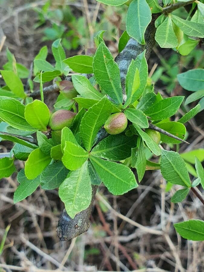 Commiphora madagascariensis fruit