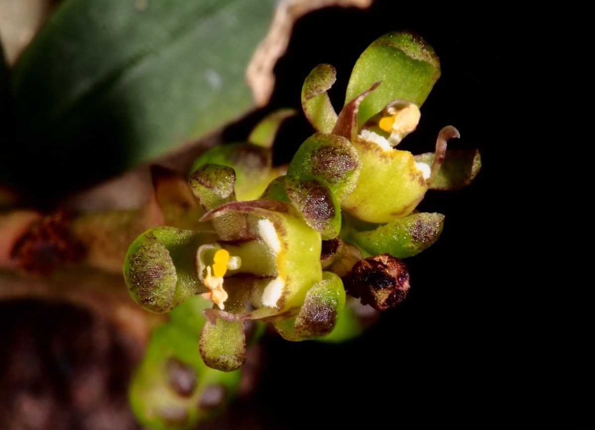 Sarcochilus gildasii — related species from the same genus