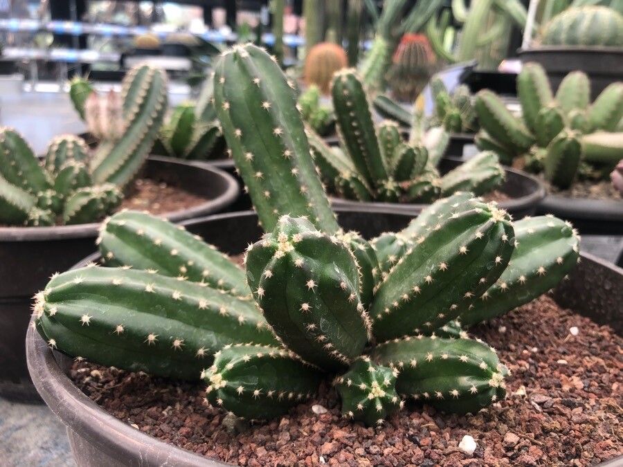 Echinocereus scheeri — search result for 'Echinocereus'