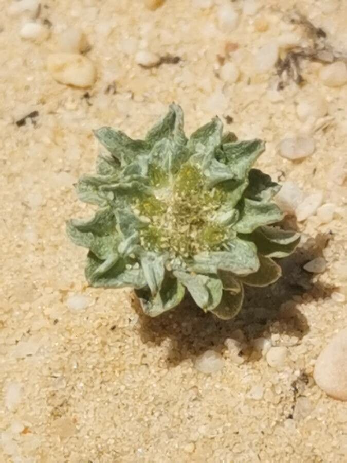 Filago carpetana leaf