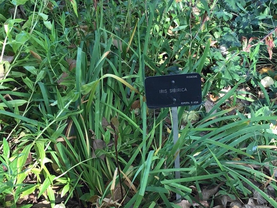 Iris sibirica