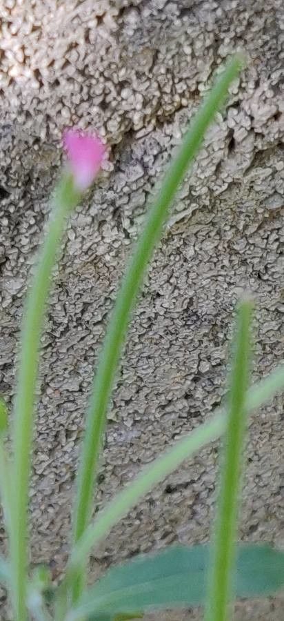 Epilobium lanceolatum fruit