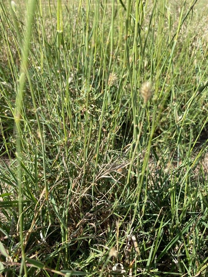 Pennisetum mezianum — search result for 'Pennisetum'