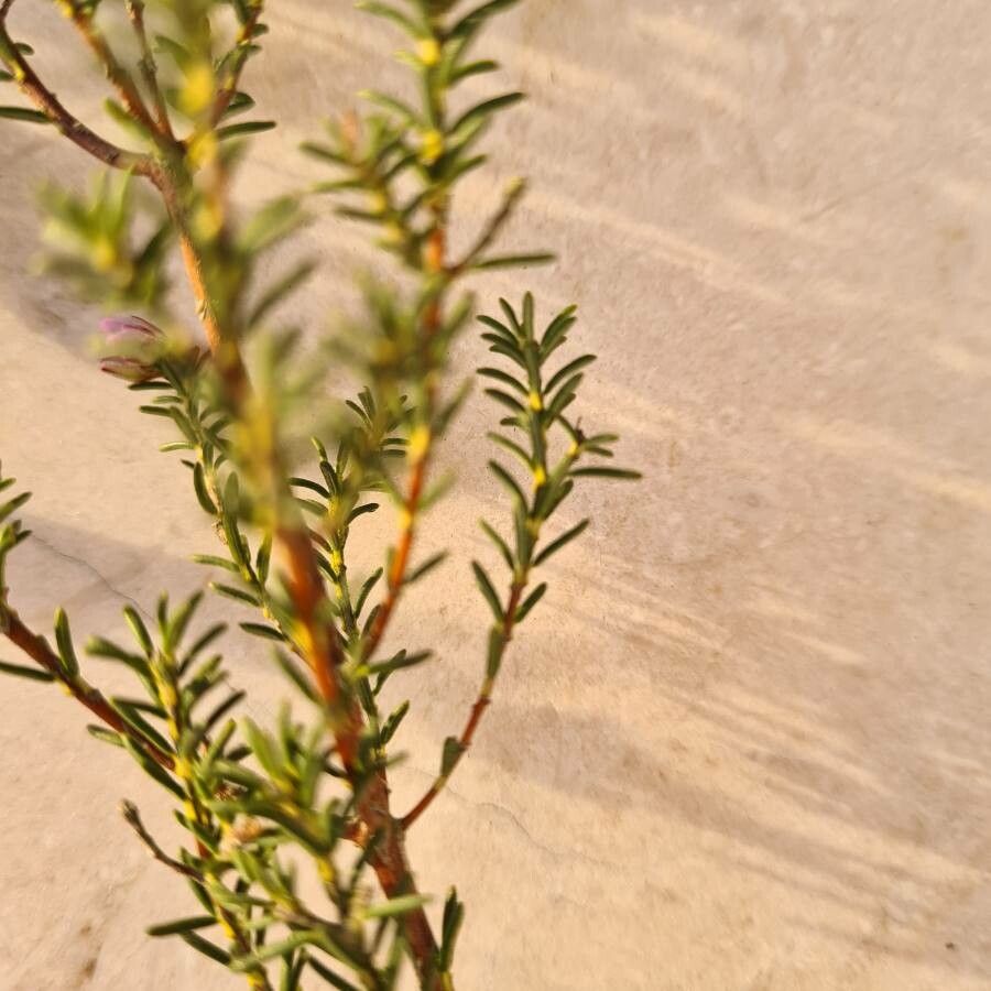 Erica australis — search result for 'northwest Africa'